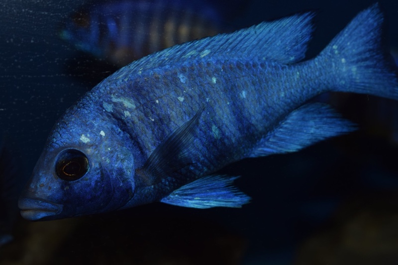 Placidochromis sp. 'phenochilus tanzania'
